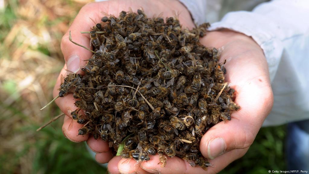 Por-que-o-Brasil-deveria-se-importar-com-a-morte-de-abelhas