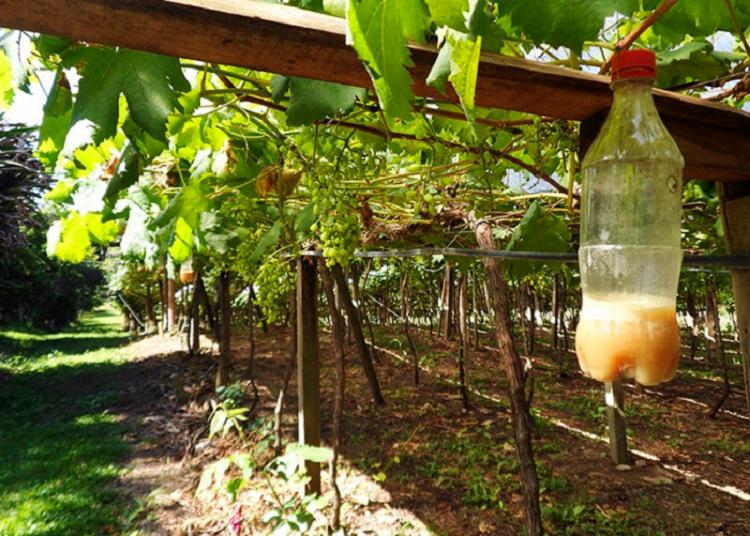 Tecnologia-aliada-dos-agricultores-para-combater-a-mosca-das-frutas