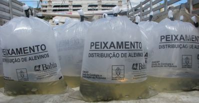 Prefeitura de Ibititá distribui 150 mil alevinos de tilápia  