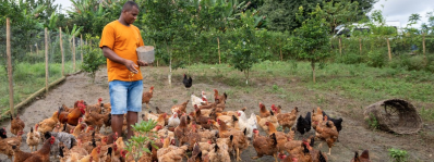 Bahia bate recorde na produção de ovos