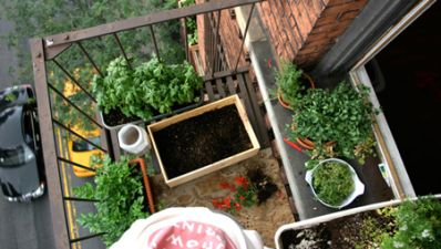 Aprenda como fazer uma horta orgânica em casa