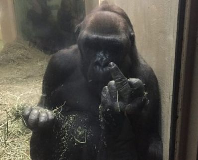 Chimpanzé faz 'gesto ofensivo' para visitantes