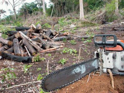 Dois municípios baianos ocupam o 2º e 3º lugar no ranking nacional de desmatamento da Mata Atlântica