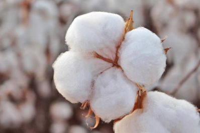 Produtores iniciam nova safra de algodão na Bahia