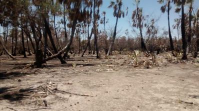 Incêndio destrói vegetação nativa em Xique-Xique 