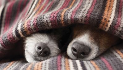 Como proteger cães e gatos do frio