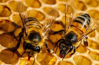 Agrotóxico mais encontrado em frutas e verduras no Brasil é fatal para abelhas