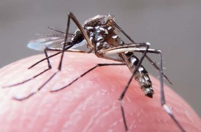 Quase 40% das cidades estão em risco ou alerta para dengue, zika e chikungunya