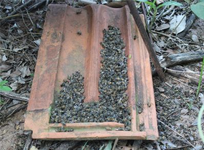 Massacre das abelhas: 75 milhões envenenadas por agrotóxicos na Bahia