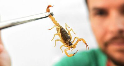 Saúde alerta para picadas de escorpião (mais comuns no verão)
