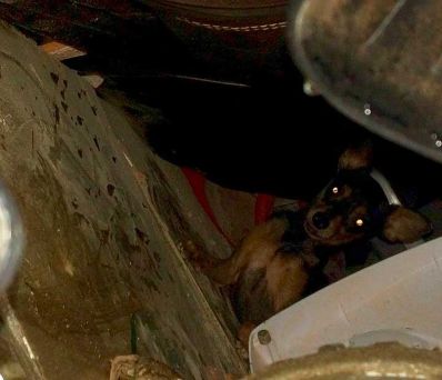 Cão de família vítima de desabamento com 4 mortes na Bahia sai de escombros 