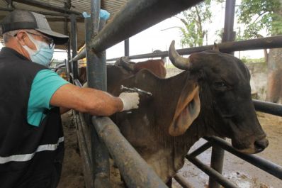 Bahia deve vacinar mais de 10 milhões de animais contra a febre aftosa 