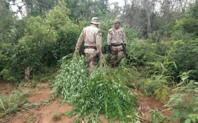 Plantação com 20 mil pés de maconha é descoberta em Xique-Xique
