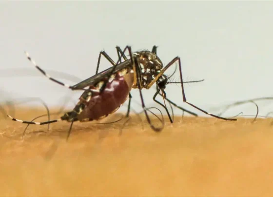 Brasil ultrapassa 1 milhão de casos prováveis de dengue em 2025